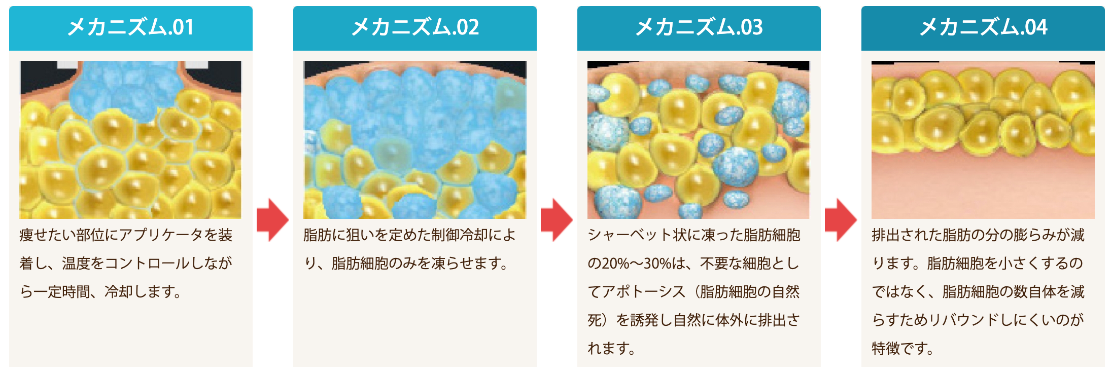 クルスカ　痩せる仕組み