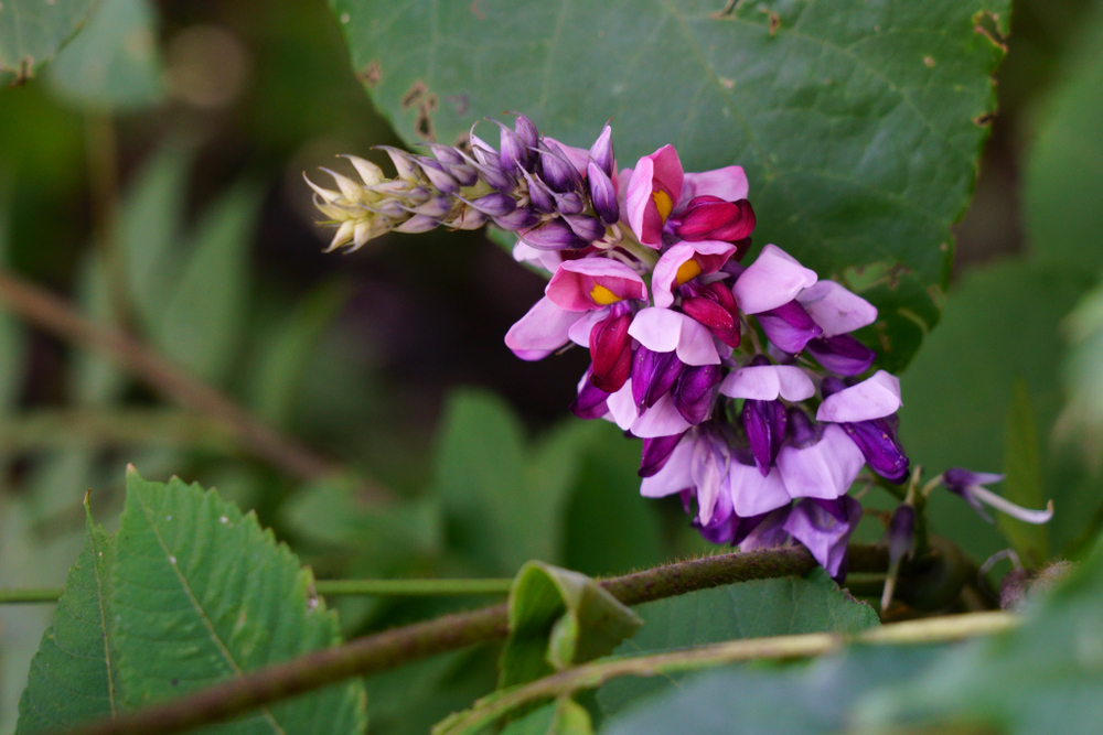 葛の花