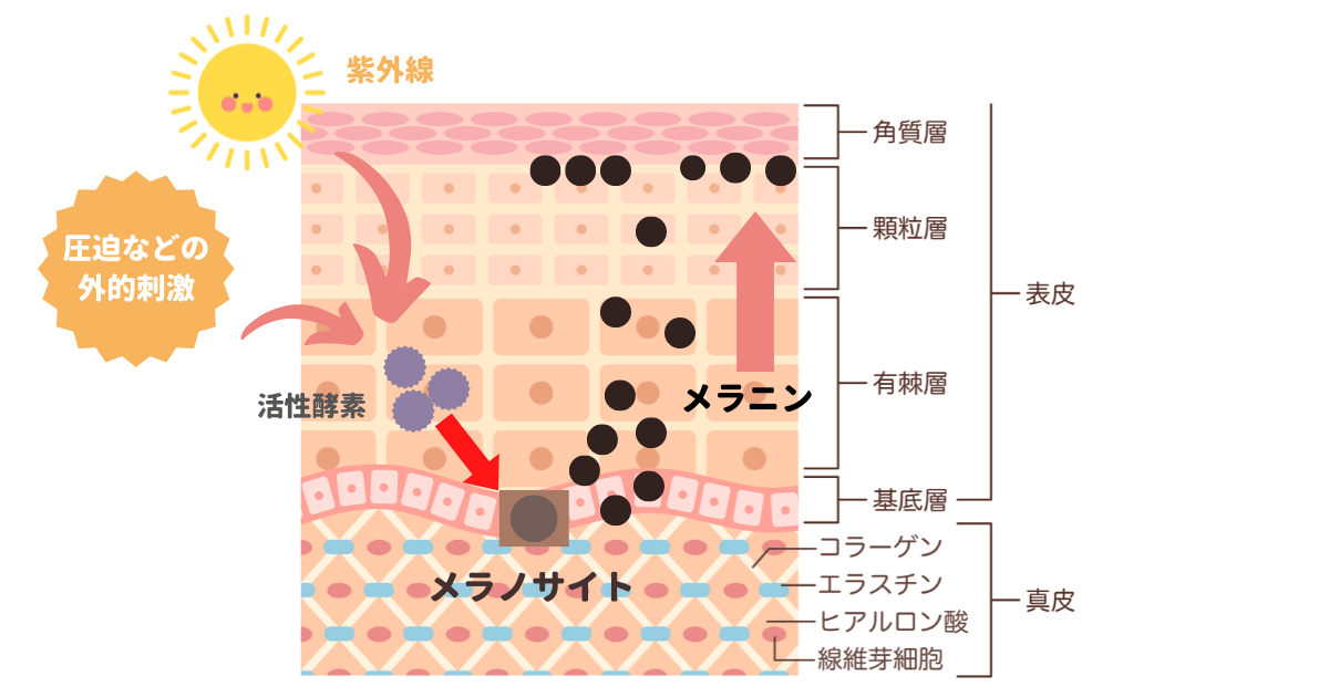 メラニン発生仕組み2 