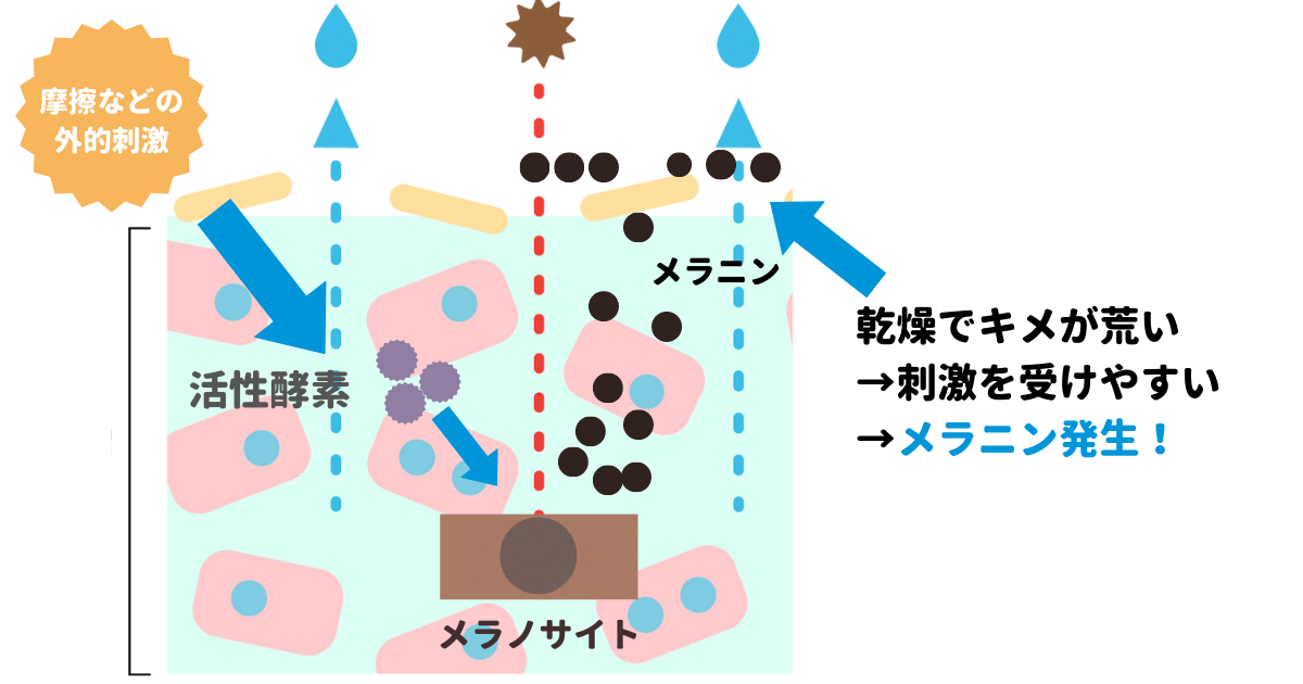 乾燥肌のメラニン生成メカニズム