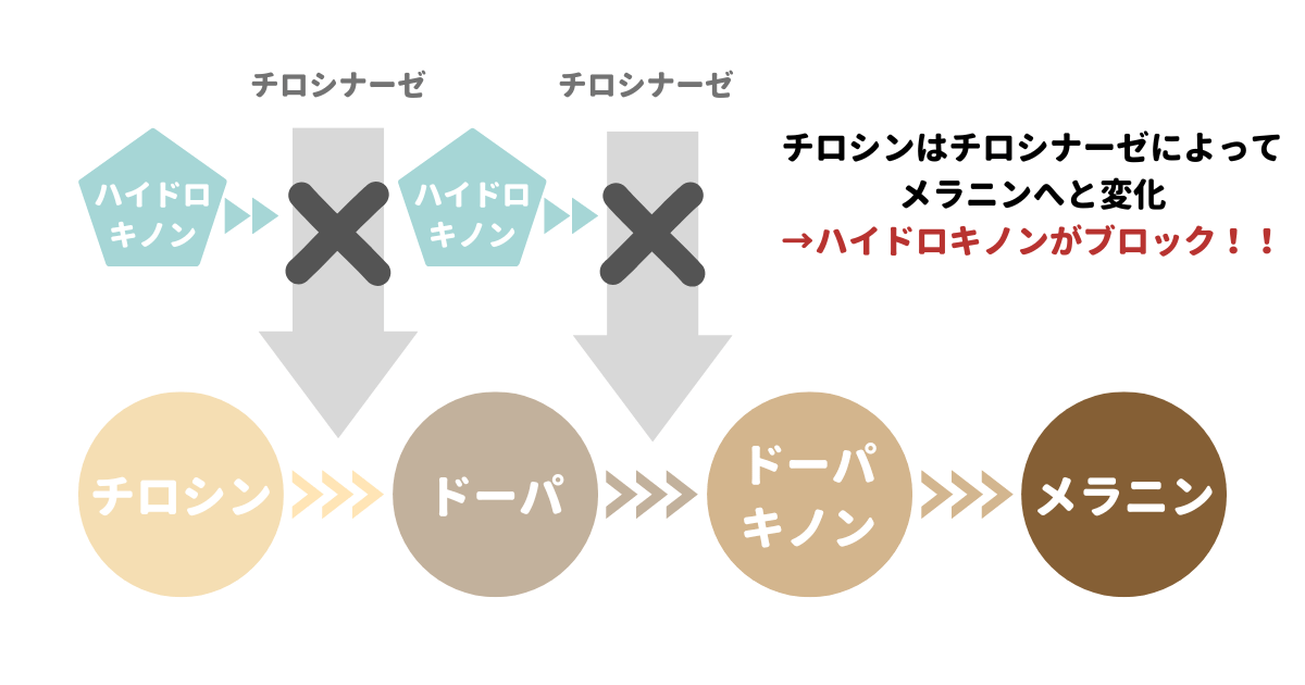 ハイドロキノンのメカニズム